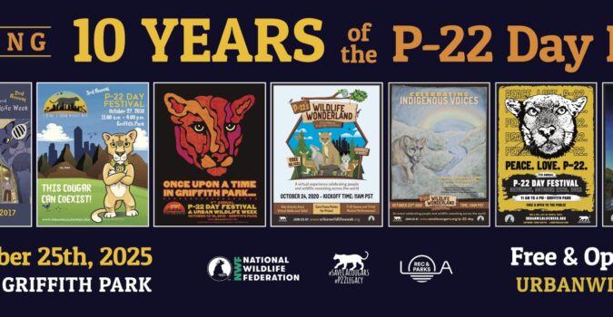 P-22 Day Festival is Back and Better Than Ever!