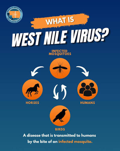 What is West Nile Virus Flyer