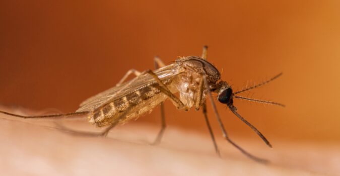 West Nile Virus Positive Mosquito Sample Found in the Hollywood Hills